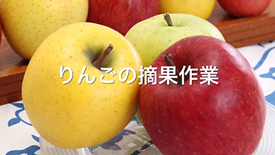 りんご農作業のお手伝いができる方を大募集しています｜相馬村農業協同組合